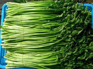 水芹菜高效种植方法详解 从选种到收获的全流程指南