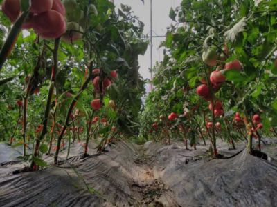 从土壤到餐桌 现代蔬菜种植的科学与艺术