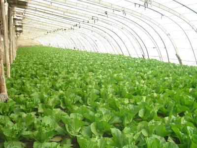 蔬菜安全施肥六忌，忽视一条都影响产量