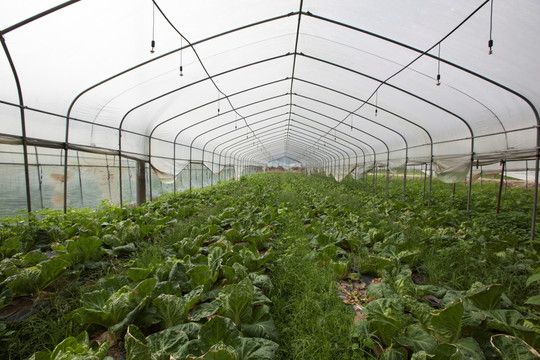 大棚蔬菜基地 现代农业中的高效种植模式