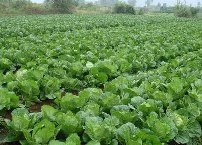 蔬菜种植“土专家”说 现在种“它”肯定行