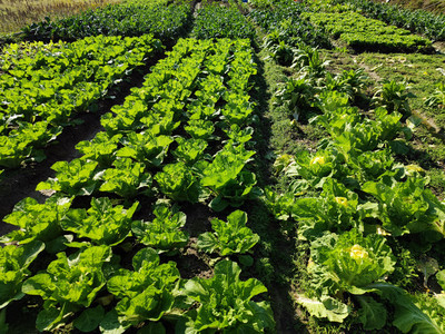 菜地风光与蔬菜种植的智慧