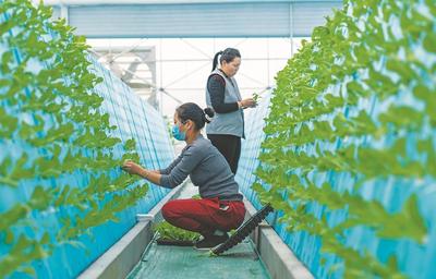 立体种蔬菜 现代都市农业的新潮流